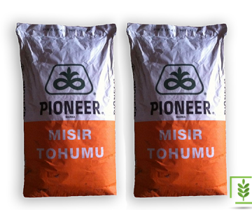 Mısır Tohumu